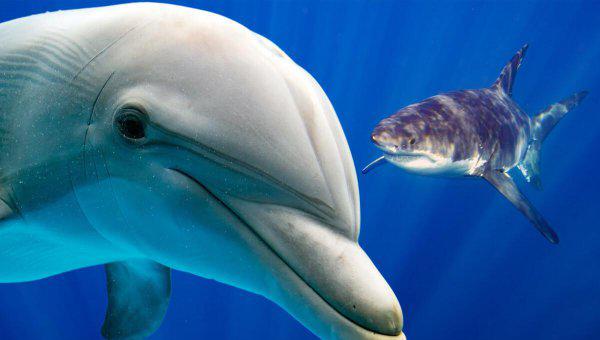 第一聪明的动物是什么