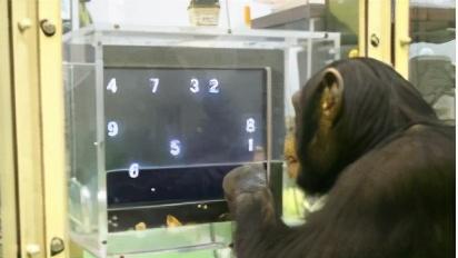 第一聪明的动物是什么