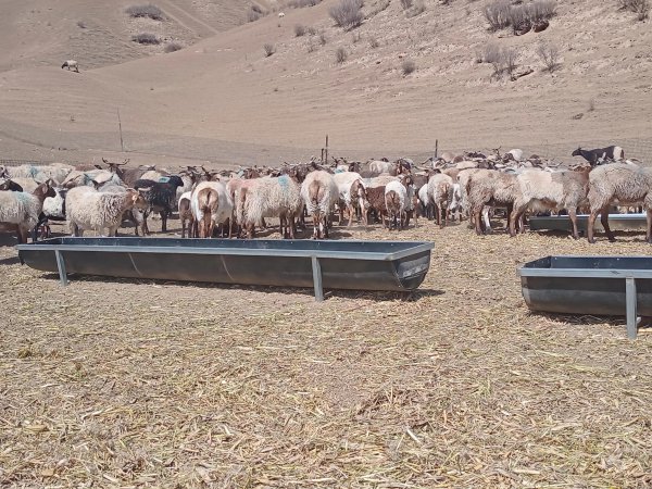 2022年养羊前景如何和发展趋势