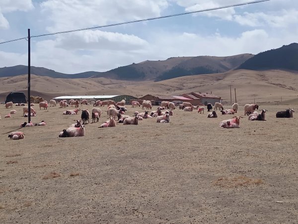 2022年养羊前景如何和发展趋势