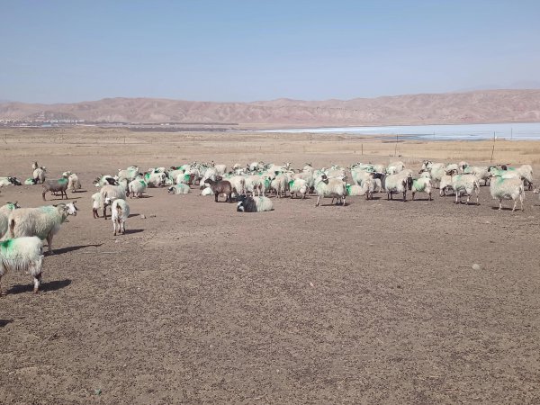 2022年养羊前景如何和发展趋势