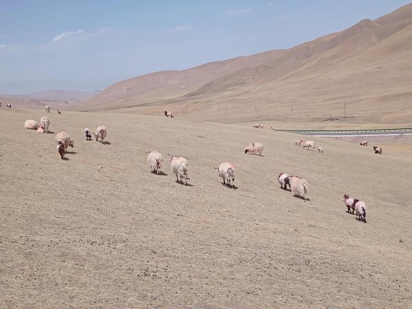 2022年养羊前景如何和发展趋势