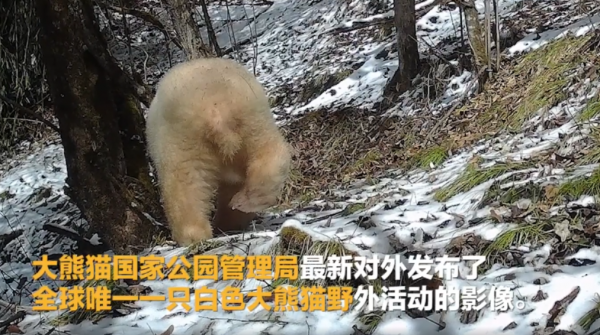 大熊猫现在有多少只