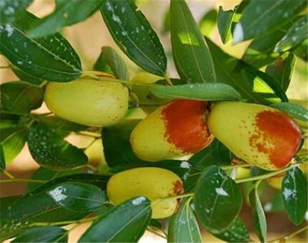 繁昌县属于哪个省哪个市