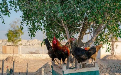 农村有什么养殖业赚钱 现在农村搞什么养殖业挣钱