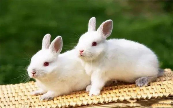 农村有什么养殖业赚钱