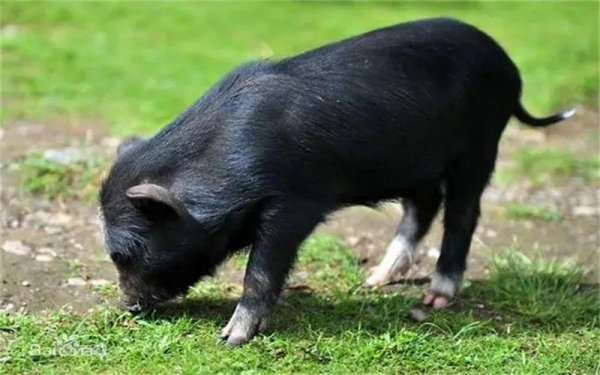 农村有什么养殖业赚钱