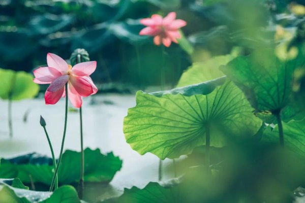 千古绝句最美情诗