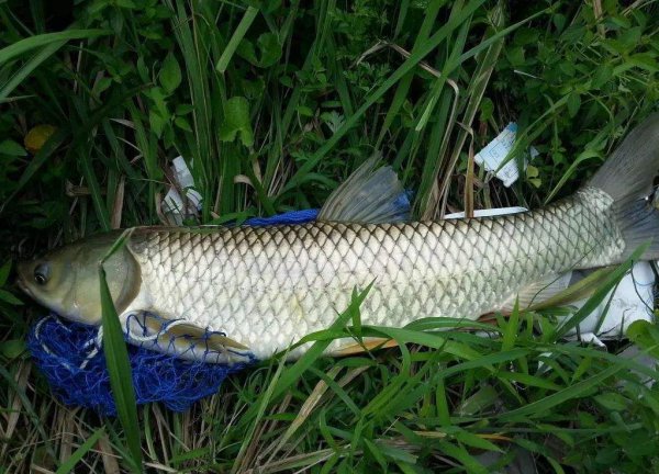 野钓草鱼的方法和技巧