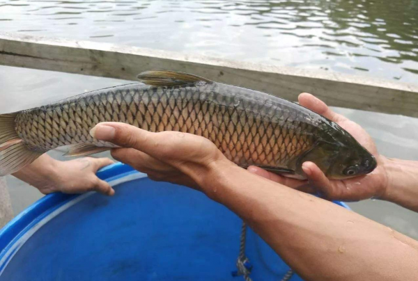 野钓草鱼的方法和技巧