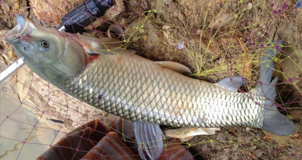 野钓草鱼的方法和技巧