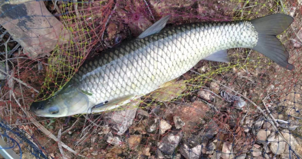 野钓草鱼的方法和技巧