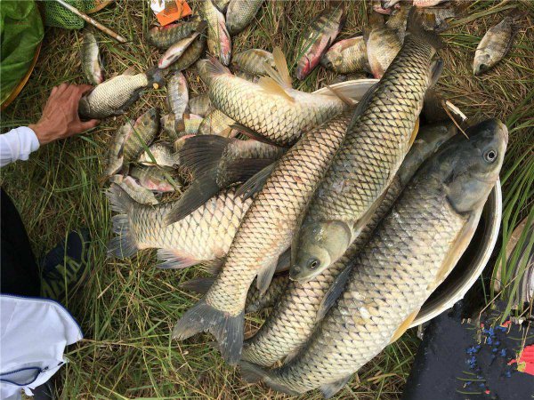 野钓草鱼的方法和技巧