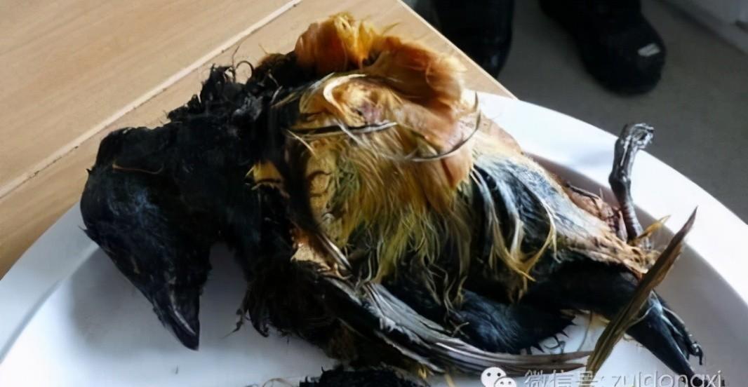 爱斯基摩人是哪个国家的