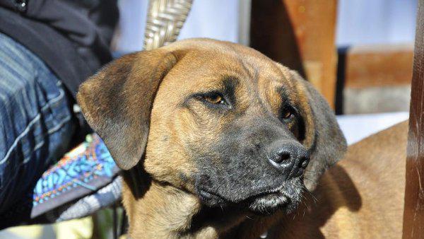 土狗能活多少年