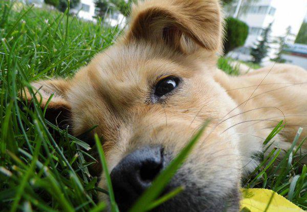 土狗能活多少年