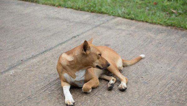 土狗能活多少年