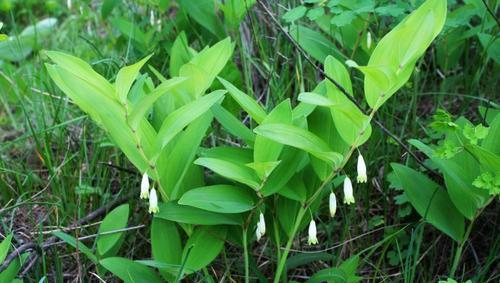 邵东县属于哪个市管辖