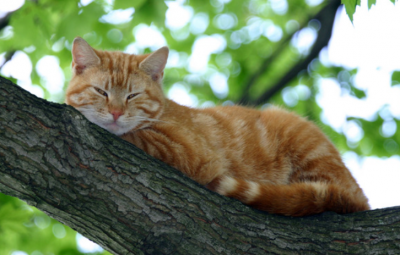 猫蚤用什么可以杀死它 猫可以用花露水去身上跳蚤吗