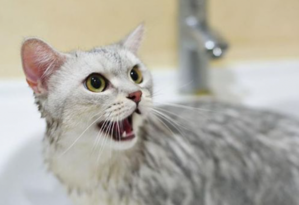 猫蚤用什么可以杀死它