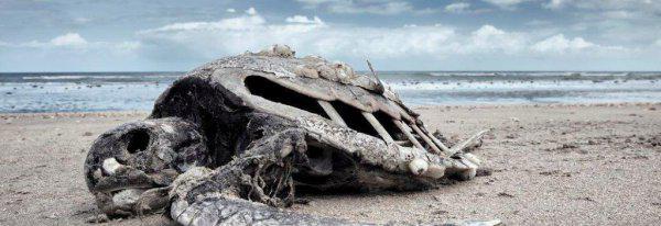 大陆漂移说是谁提出来的