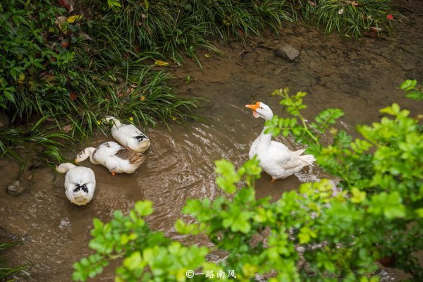 桃花源在哪个地方