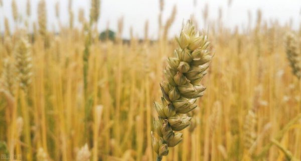 亚洲四小龙是哪几个国家和地区