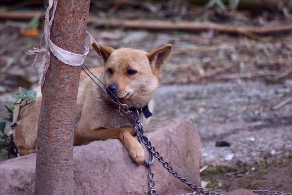 对主人最不忠心的五种狗狗