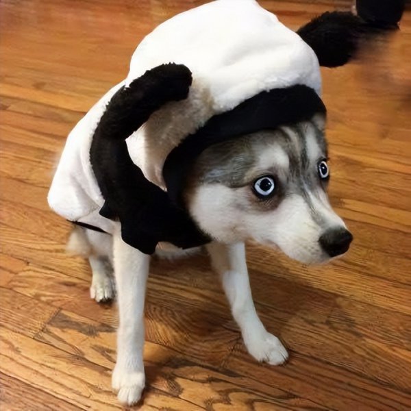 对主人最不忠心的五种狗狗