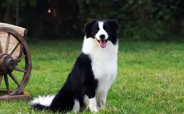 对主人最不忠心的五种狗狗