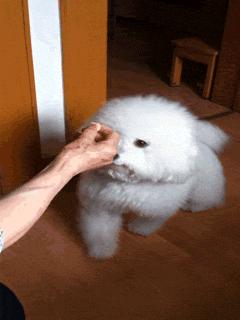 对主人最不忠心的五种狗狗