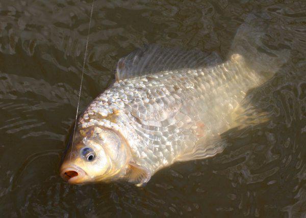 红色风暴鱼饵最佳配方