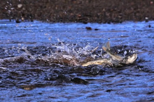 我国面积最大的咸水湖