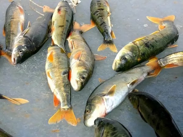 我国面积最大的咸水湖