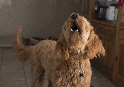 狗晚上呜呜叫跟哭一样是怎么回事 狗发出呜呜声是什么意思