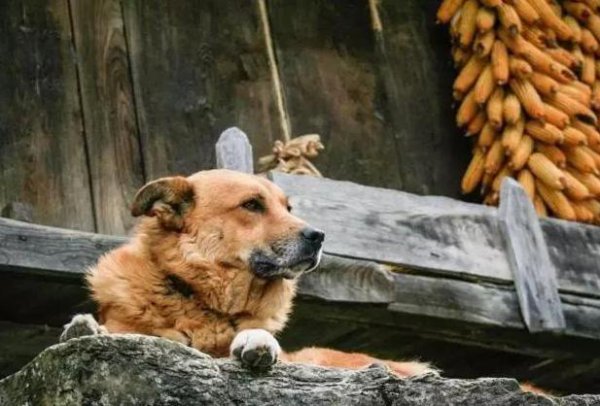 狗晚上呜呜叫跟哭一样是怎么回事