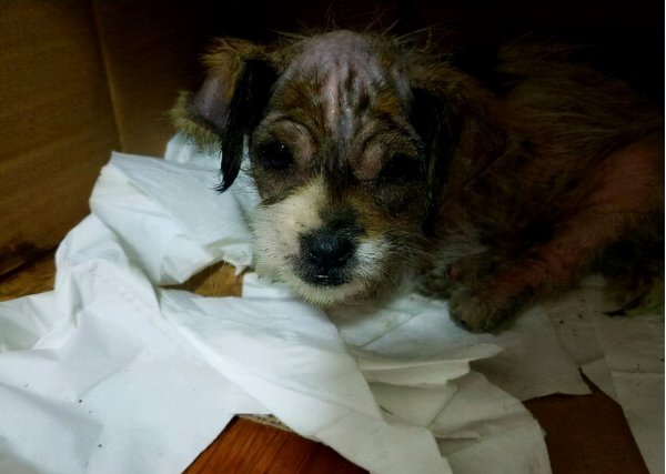 狗晚上呜呜叫跟哭一样是怎么回事