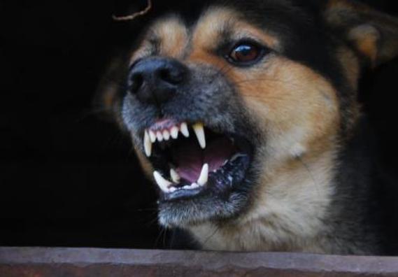 狗晚上呜呜叫跟哭一样是怎么回事