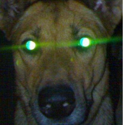 狗晚上呜呜叫跟哭一样是怎么回事