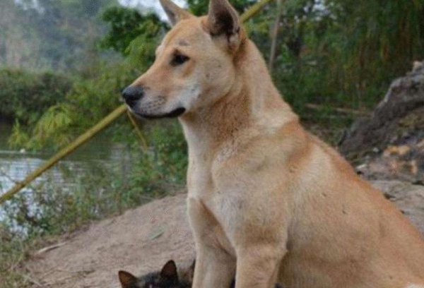 狗晚上呜呜叫跟哭一样是怎么回事
