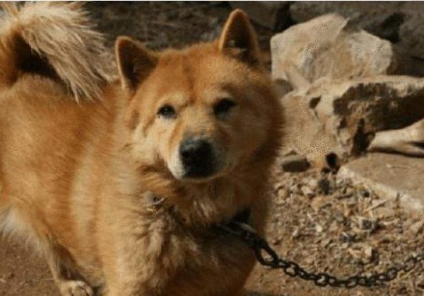 狗晚上呜呜叫跟哭一样是怎么回事