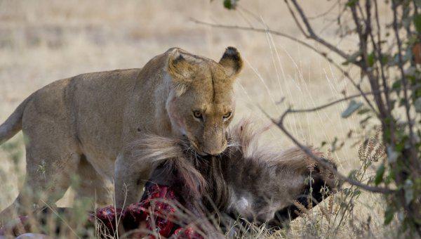 中国古代有狮子吗