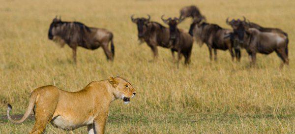 中国古代有狮子吗