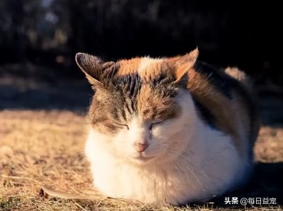 猫丢了晚上几点最容易找到 猫咪走丢了一般会在哪