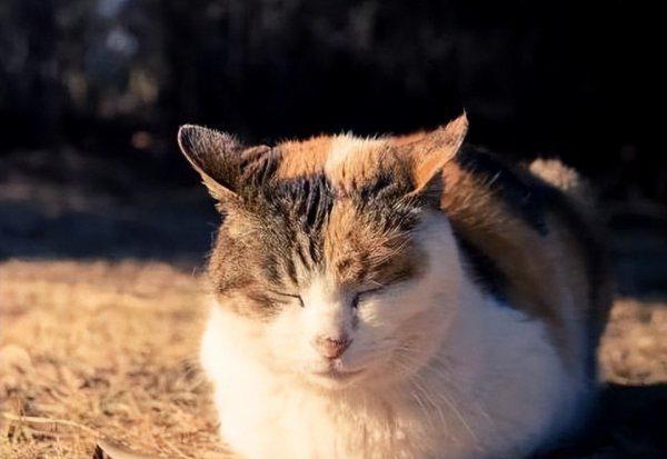 猫丢了晚上几点最容易找到