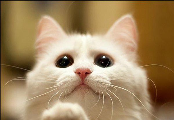 猫丢了晚上几点最容易找到