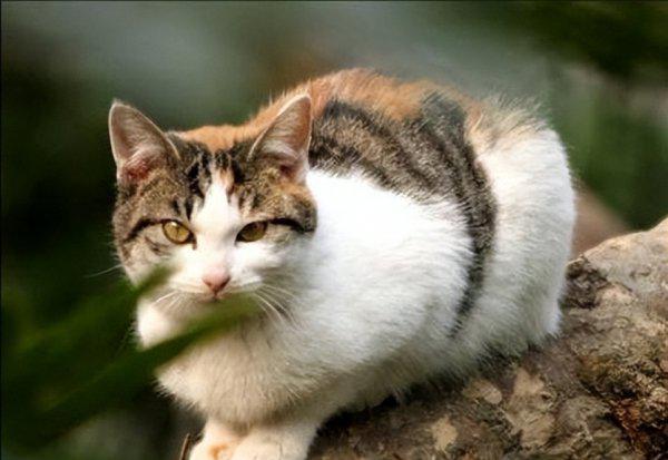 猫丢了晚上几点最容易找到