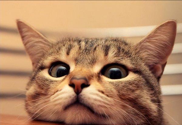 猫丢了晚上几点最容易找到