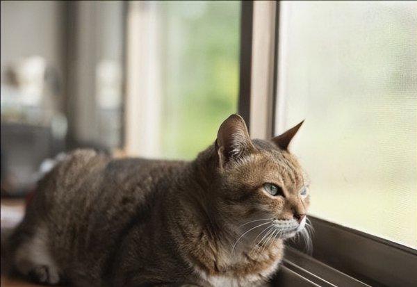 猫丢了晚上几点最容易找到