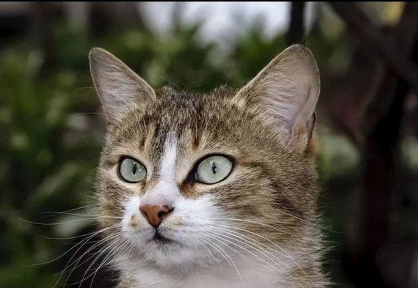 猫丢了晚上几点最容易找到